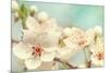 Cherry Blossoms Against a Blue Sky-egal-Mounted Photographic Print