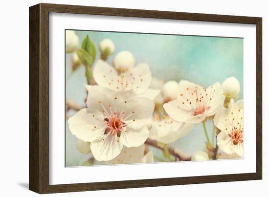 Cherry Blossoms Against a Blue Sky-egal-Framed Photographic Print