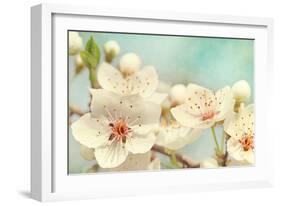 Cherry Blossoms Against a Blue Sky-egal-Framed Photographic Print