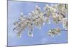 Cherry Blossoms Against Blue Sky, Seabeck, Washington, USA-Jaynes Gallery-Mounted Photographic Print