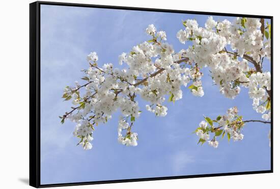 Cherry Blossoms Against Blue Sky, Seabeck, Washington, USA-Jaynes Gallery-Framed Stretched Canvas