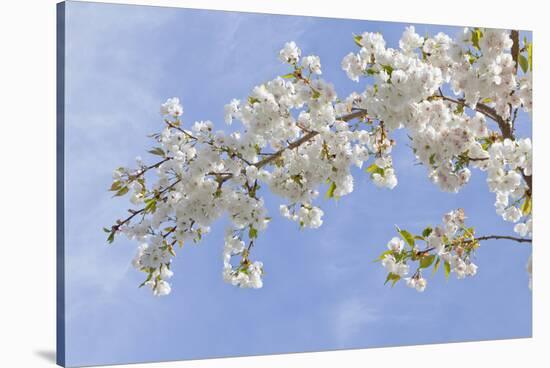 Cherry Blossoms Against Blue Sky, Seabeck, Washington, USA-Jaynes Gallery-Stretched Canvas