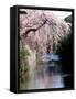 Cherry Blossoms and a River-null-Framed Stretched Canvas