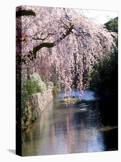 Cherry Blossoms and a River-null-Stretched Canvas