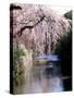 Cherry Blossoms and a River-null-Stretched Canvas