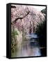 Cherry Blossoms and a River-null-Framed Stretched Canvas