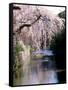 Cherry Blossoms and a River-null-Framed Stretched Canvas