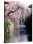 Cherry Blossoms and a River-null-Stretched Canvas