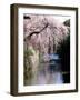 Cherry Blossoms and a River-null-Framed Premium Photographic Print