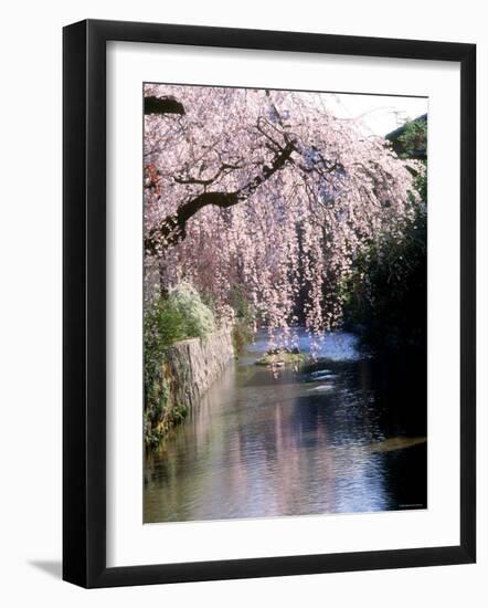 Cherry Blossoms and a River-null-Framed Premium Photographic Print