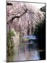 Cherry Blossoms and a River-null-Mounted Premium Photographic Print