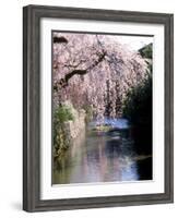 Cherry Blossoms and a River-null-Framed Photographic Print