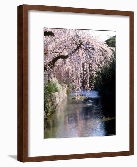 Cherry Blossoms and a River-null-Framed Photographic Print