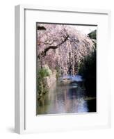 Cherry Blossoms and a River-null-Framed Photographic Print