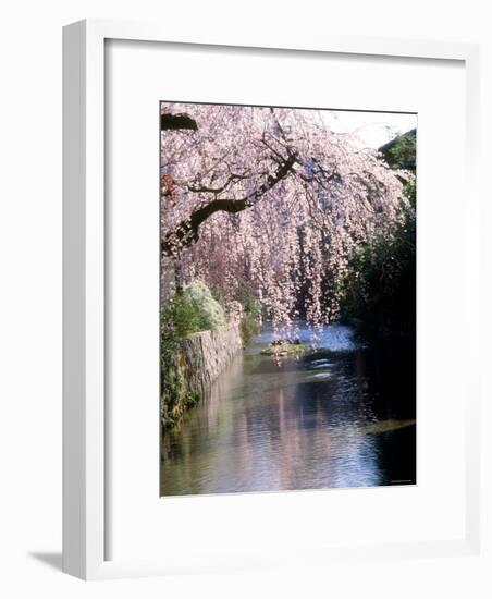 Cherry Blossoms and a River-null-Framed Photographic Print