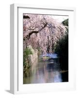 Cherry Blossoms and a River-null-Framed Photographic Print