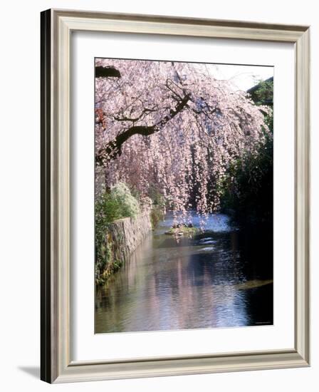 Cherry Blossoms and a River-null-Framed Photographic Print