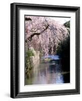 Cherry Blossoms and a River-null-Framed Photographic Print