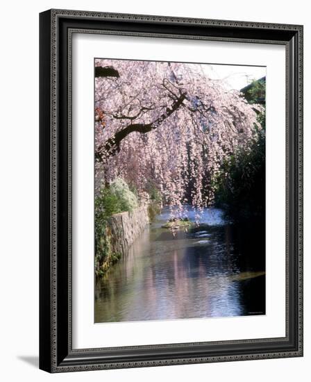 Cherry Blossoms and a River-null-Framed Photographic Print