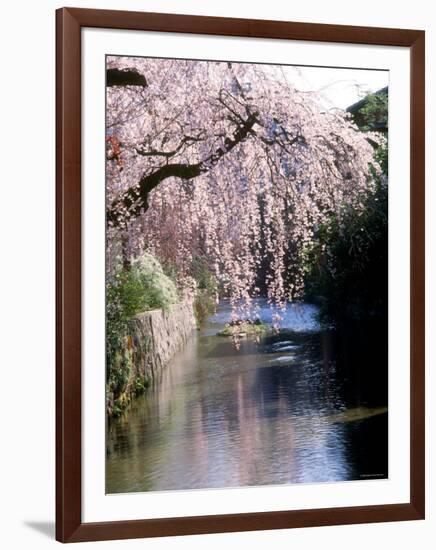 Cherry Blossoms and a River-null-Framed Photographic Print