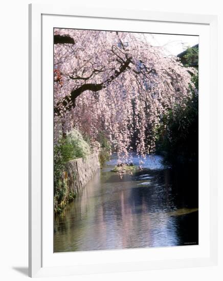 Cherry Blossoms and a River-null-Framed Photographic Print