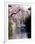 Cherry Blossoms and a River-null-Framed Photographic Print