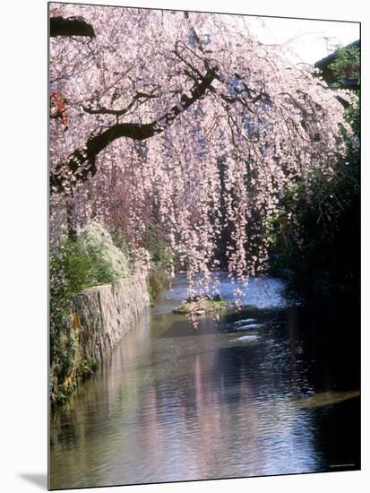 Cherry Blossoms and a River-null-Mounted Photographic Print