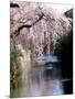 Cherry Blossoms and a River-null-Mounted Photographic Print
