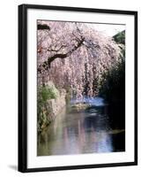 Cherry Blossoms and a River-null-Framed Photographic Print