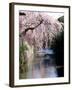 Cherry Blossoms and a River-null-Framed Photographic Print