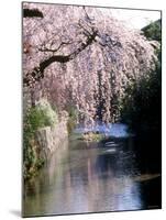 Cherry Blossoms and a River-null-Mounted Photographic Print