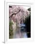 Cherry Blossoms and a River-null-Framed Photographic Print