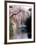 Cherry Blossoms and a River-null-Framed Photographic Print