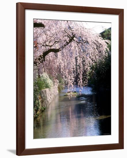 Cherry Blossoms and a River-null-Framed Photographic Print