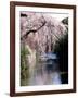 Cherry Blossoms and a River-null-Framed Photographic Print