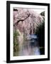 Cherry Blossoms and a River-null-Framed Photographic Print