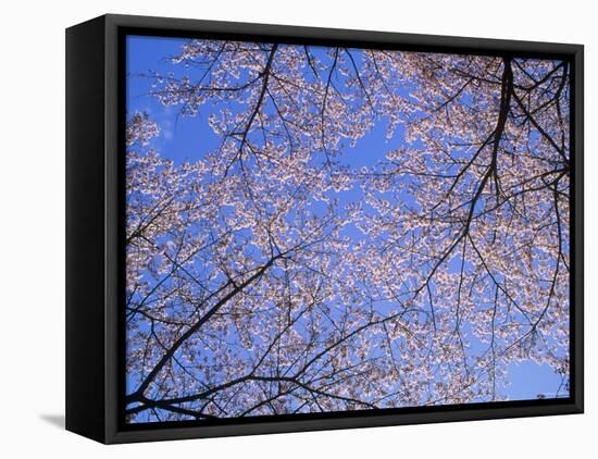 Cherry Blossoms and Blue Sky-null-Framed Stretched Canvas