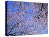 Cherry Blossoms and Blue Sky-null-Stretched Canvas