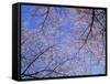 Cherry Blossoms and Blue Sky-null-Framed Stretched Canvas