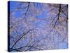 Cherry Blossoms and Blue Sky-null-Stretched Canvas