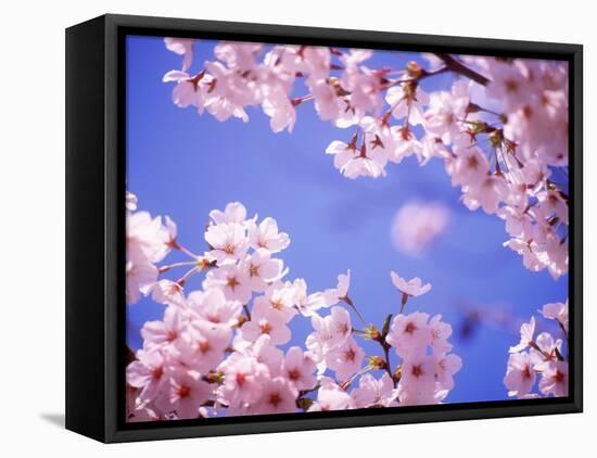 Cherry Blossoms and Blue Sky-null-Framed Stretched Canvas