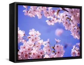 Cherry Blossoms and Blue Sky-null-Framed Stretched Canvas