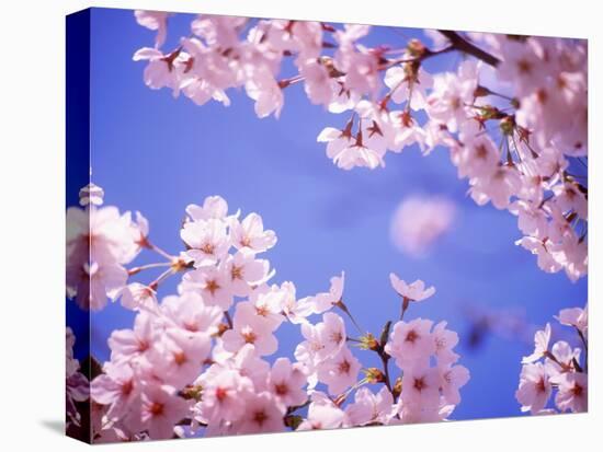 Cherry Blossoms and Blue Sky-null-Stretched Canvas