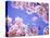 Cherry Blossoms and Blue Sky-null-Stretched Canvas