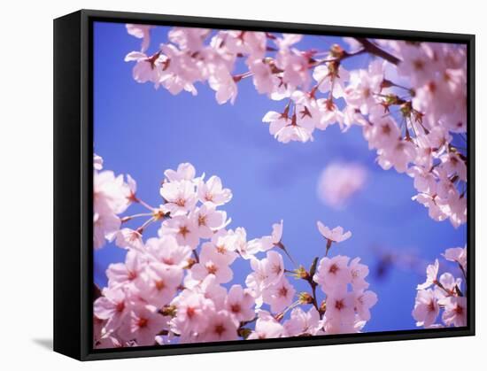 Cherry Blossoms and Blue Sky-null-Framed Stretched Canvas