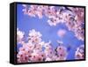 Cherry Blossoms and Blue Sky-null-Framed Stretched Canvas