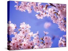 Cherry Blossoms and Blue Sky-null-Stretched Canvas