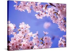 Cherry Blossoms and Blue Sky-null-Stretched Canvas