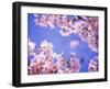 Cherry Blossoms and Blue Sky-null-Framed Premium Photographic Print