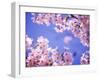 Cherry Blossoms and Blue Sky-null-Framed Premium Photographic Print